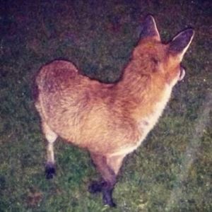 Meet your Posher, Diana